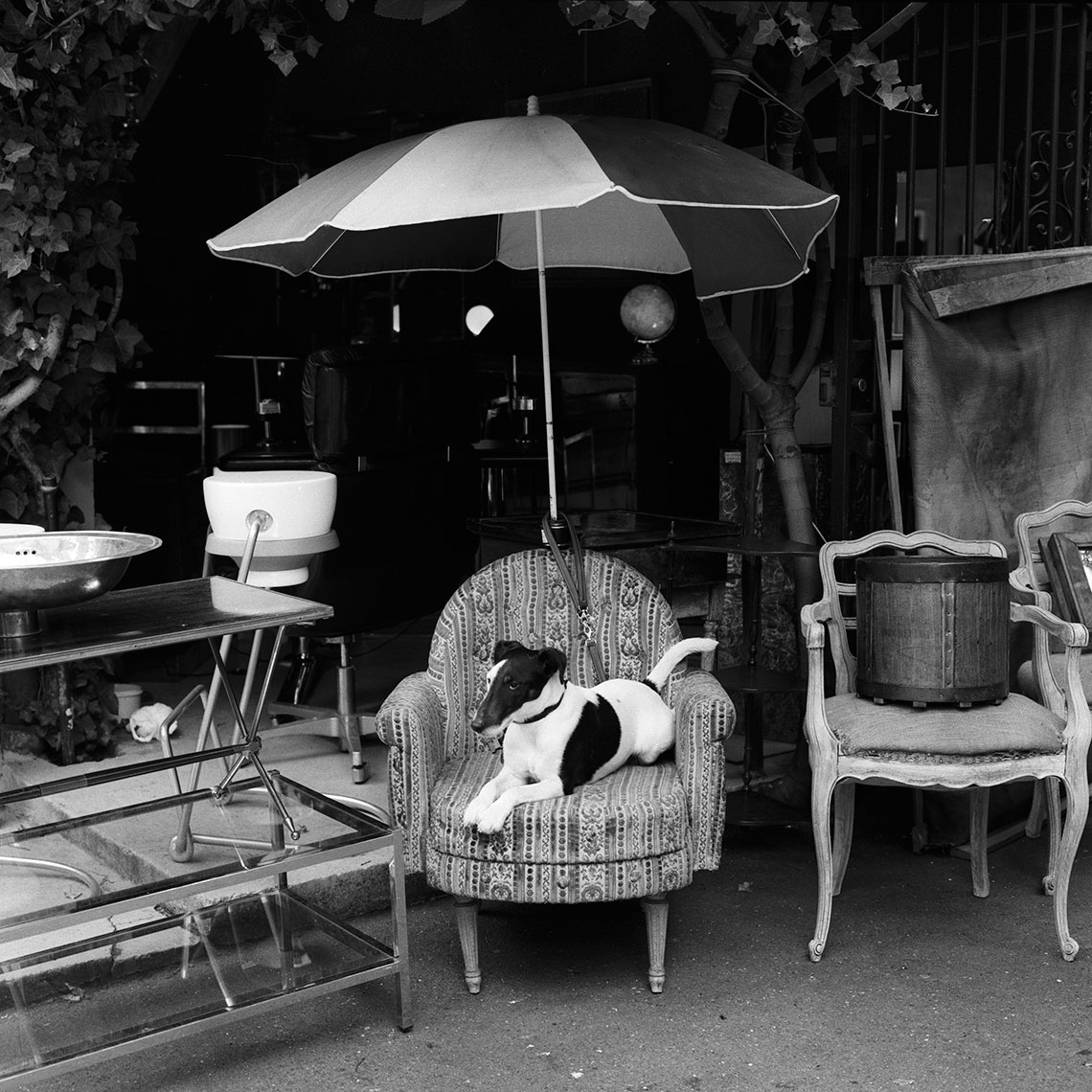 Paris,Portrait Photographer Pittsburgh, PA  Tom M Johnson